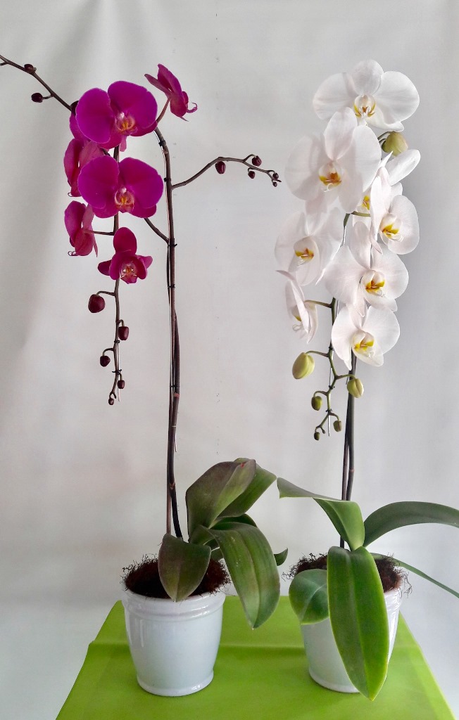 Planta de orquídea en cascada Modelo 523 ⋆ Arendsi
