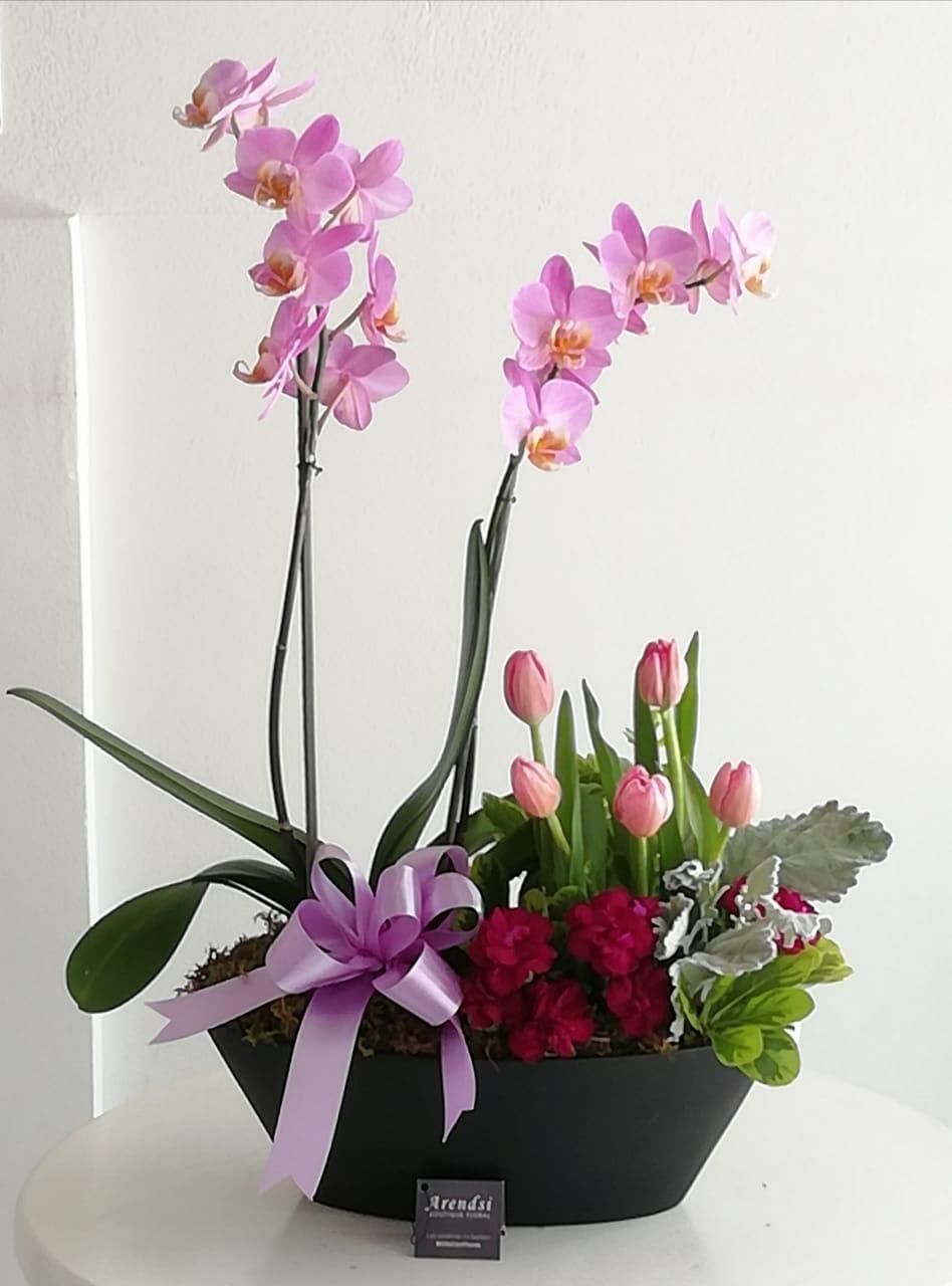 Orquídea doble con tulipanes y clavelinas Modelo 642 ⋆ Arendsi